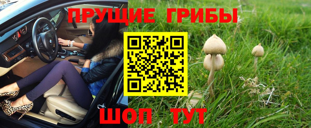 Псилоцибиновые грибы Psilocybine cubensis Черняховск