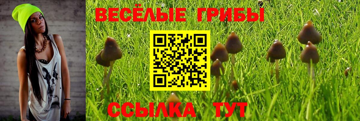 Галлюциногенные грибы Psilocybe  Вход с VPN  Черняховск 
